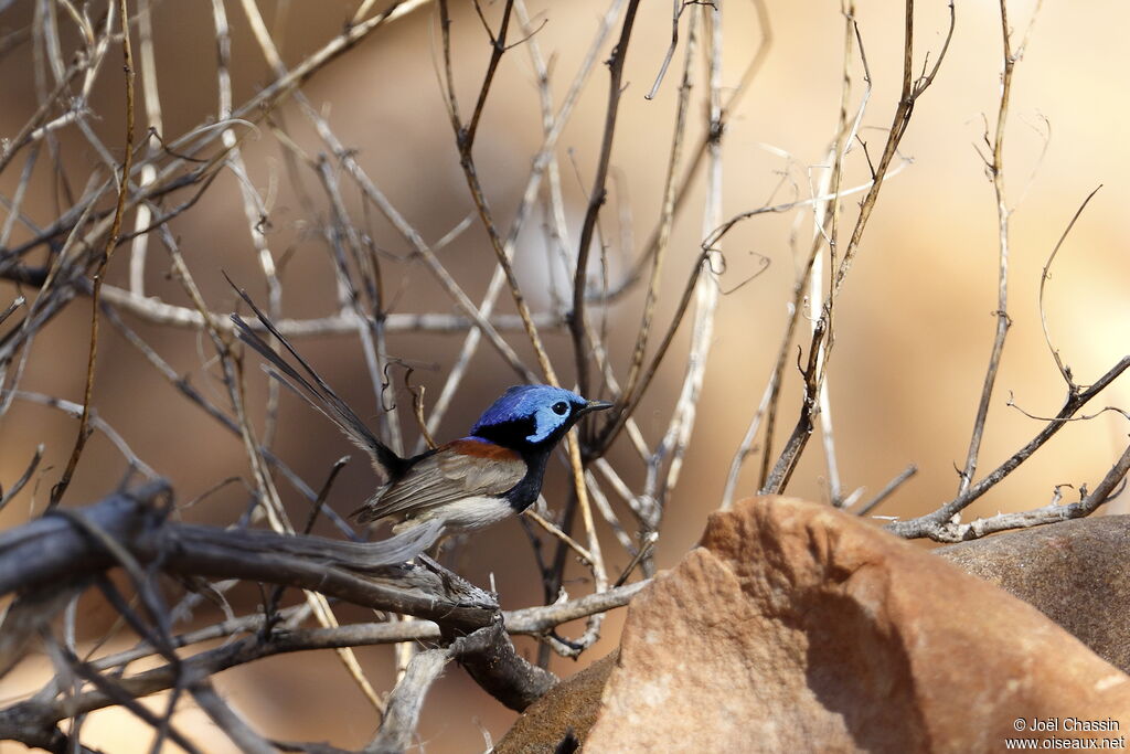 Blue-breasted Fairywren, identification