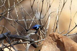 Blue-breasted Fairywren