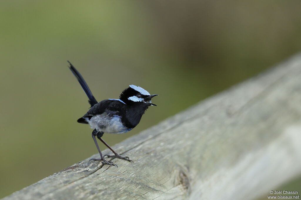 Superb Fairywrenadult, identification