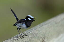 Superb Fairywren