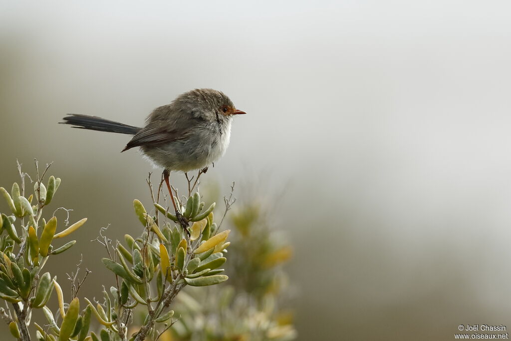 Superb Fairywren, identification