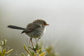 Superb Fairywren