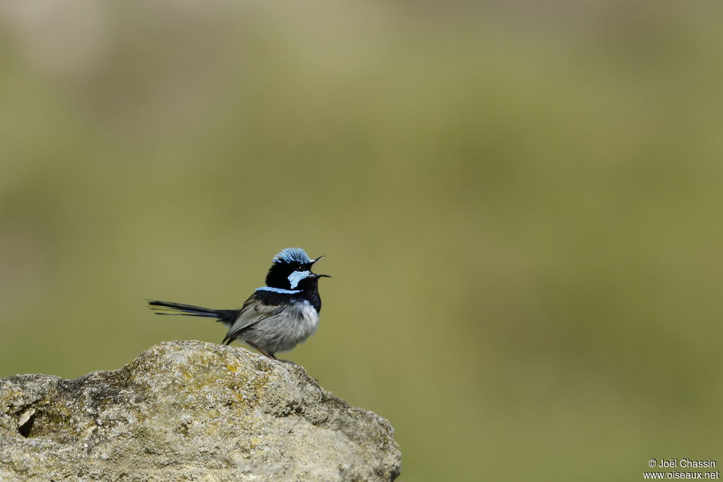 Superb Fairywren, identification