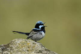 Superb Fairywren