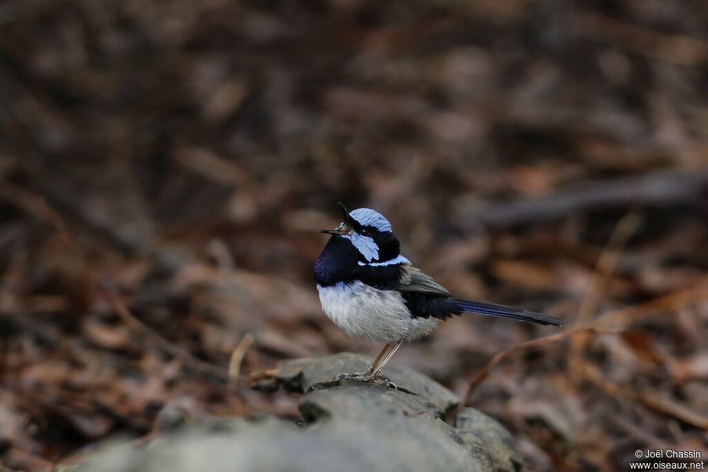 Superb Fairywren, identification