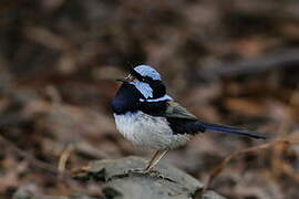 Superb Fairywren