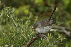 Superb Fairywren