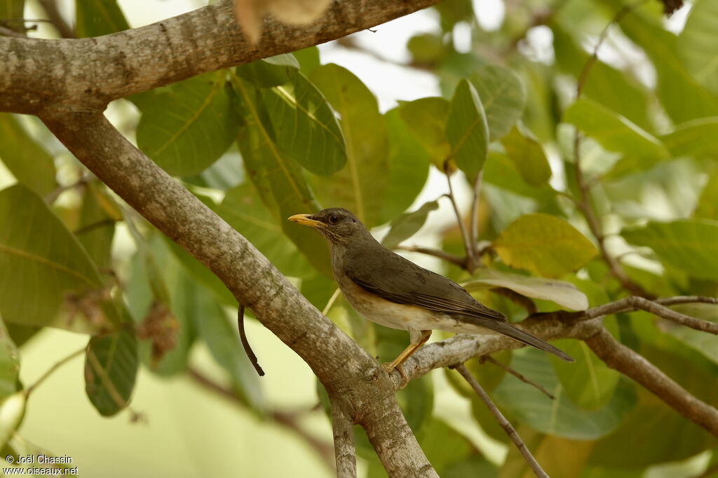 Merle africain, identification