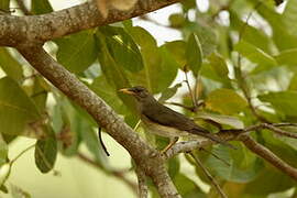 African Thrush