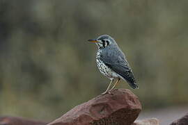 Groundscraper Thrush