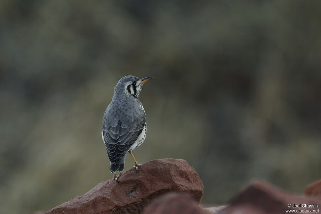 Groundscraper Thrush, identification