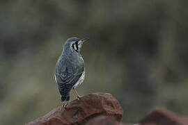 Groundscraper Thrush