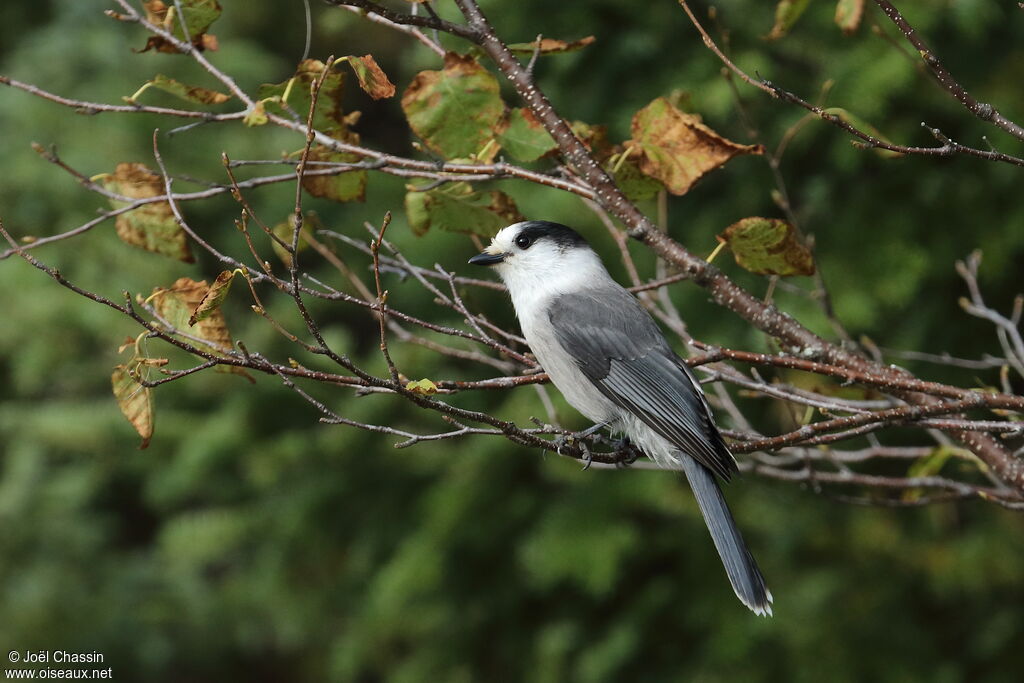 Mésangeai du Canada, identification