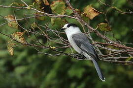 Grey Jay