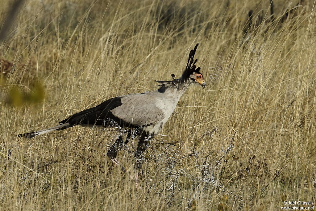 Secretarybird, identification