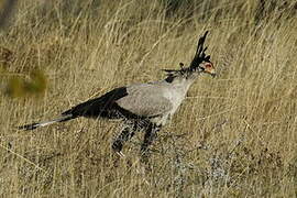 Secretarybird