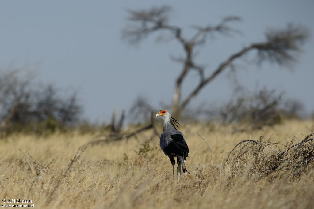 Secretarybird, identification