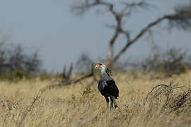Secretarybird