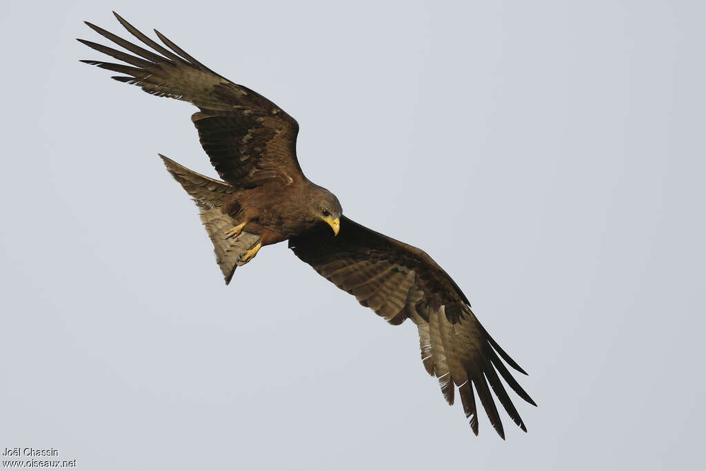 Yellow-billed Kiteadult, Flight