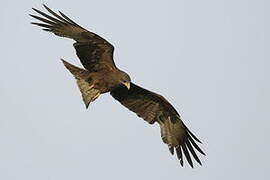 Yellow-billed Kite