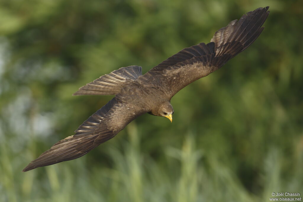 Yellow-billed Kite, Flight