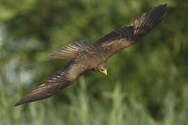 Yellow-billed Kite