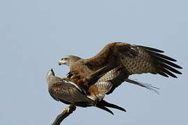 Black Kite