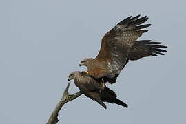 Black Kite