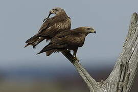 Black Kite