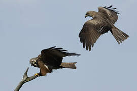 Black Kite