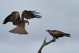 Black Kite