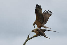 Black Kite