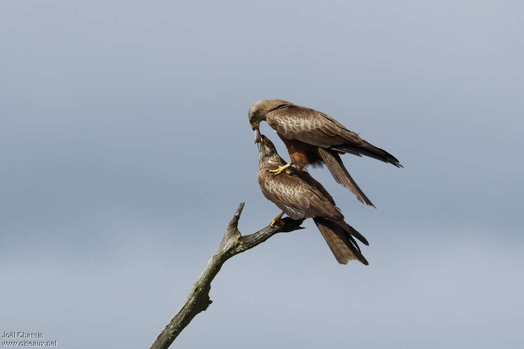 Black Kiteadult, Behaviour