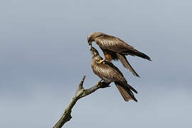 Black Kite