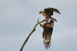 Black Kite