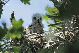 Black Kite