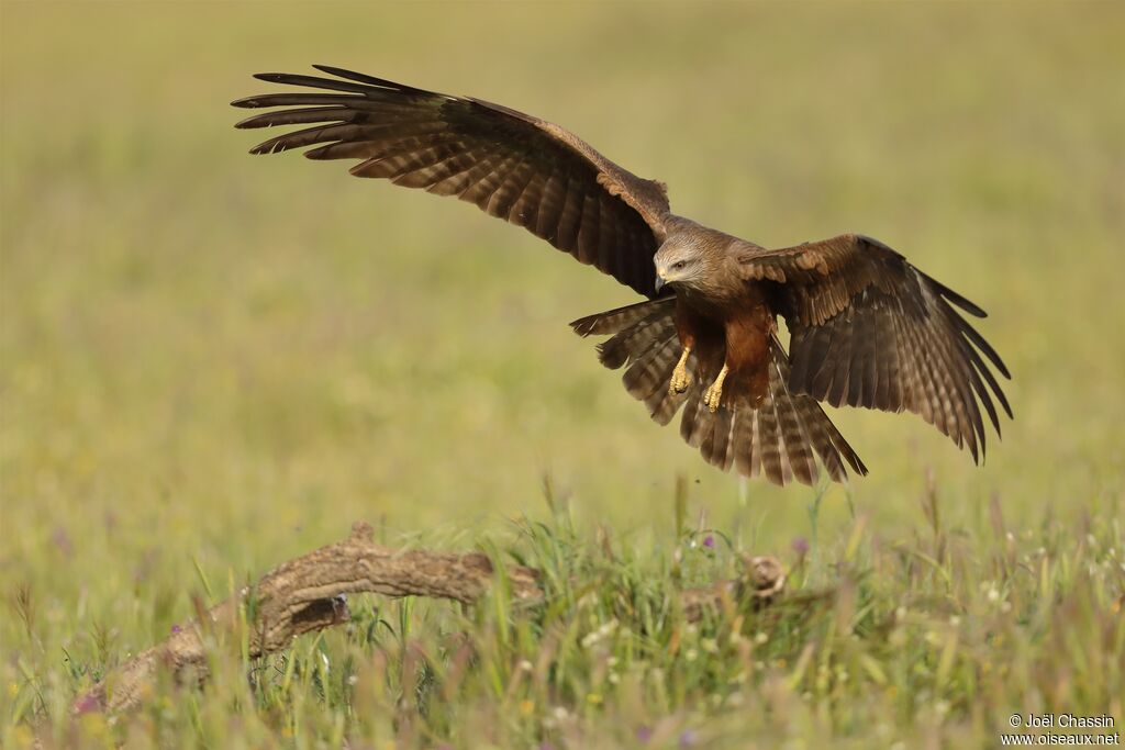 Black Kite, Flight