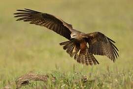 Black Kite