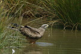 Black Kite