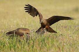 Black Kite