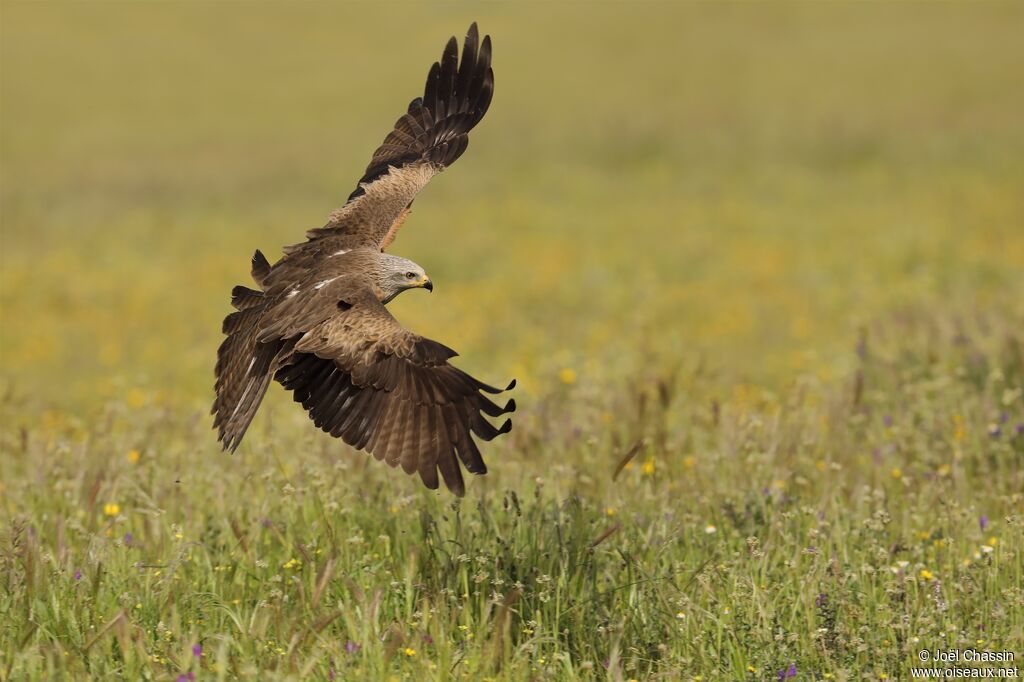 Black Kite, identification