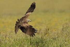 Black Kite