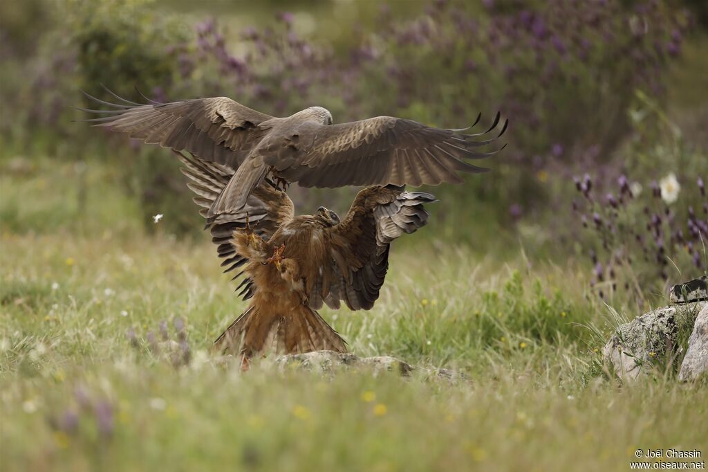 Black Kite, identification