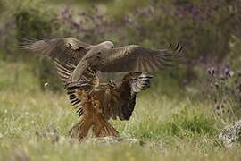 Black Kite