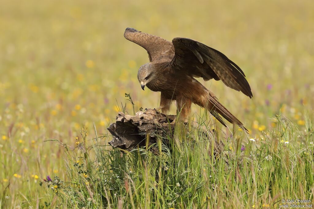 Black Kite, identification