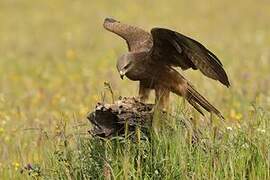 Black Kite