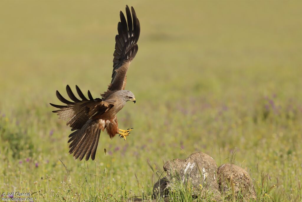 Black Kite, identification