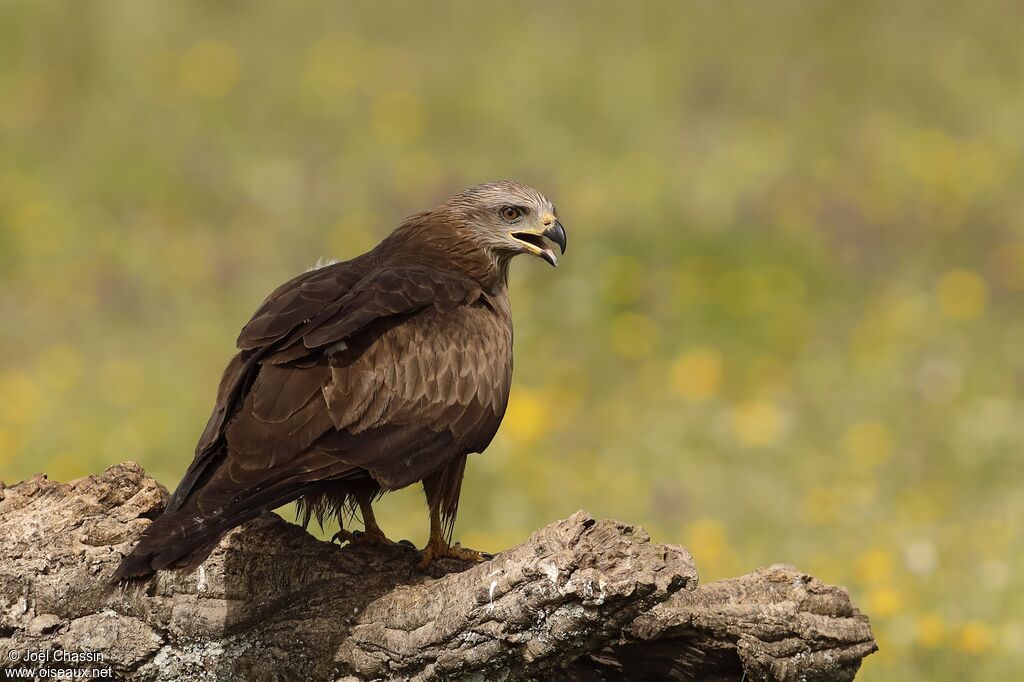 Black Kite, identification