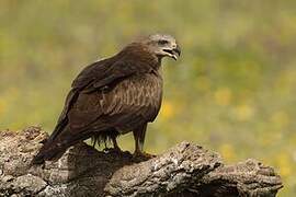 Black Kite