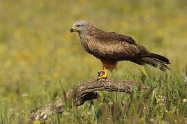 Black Kite